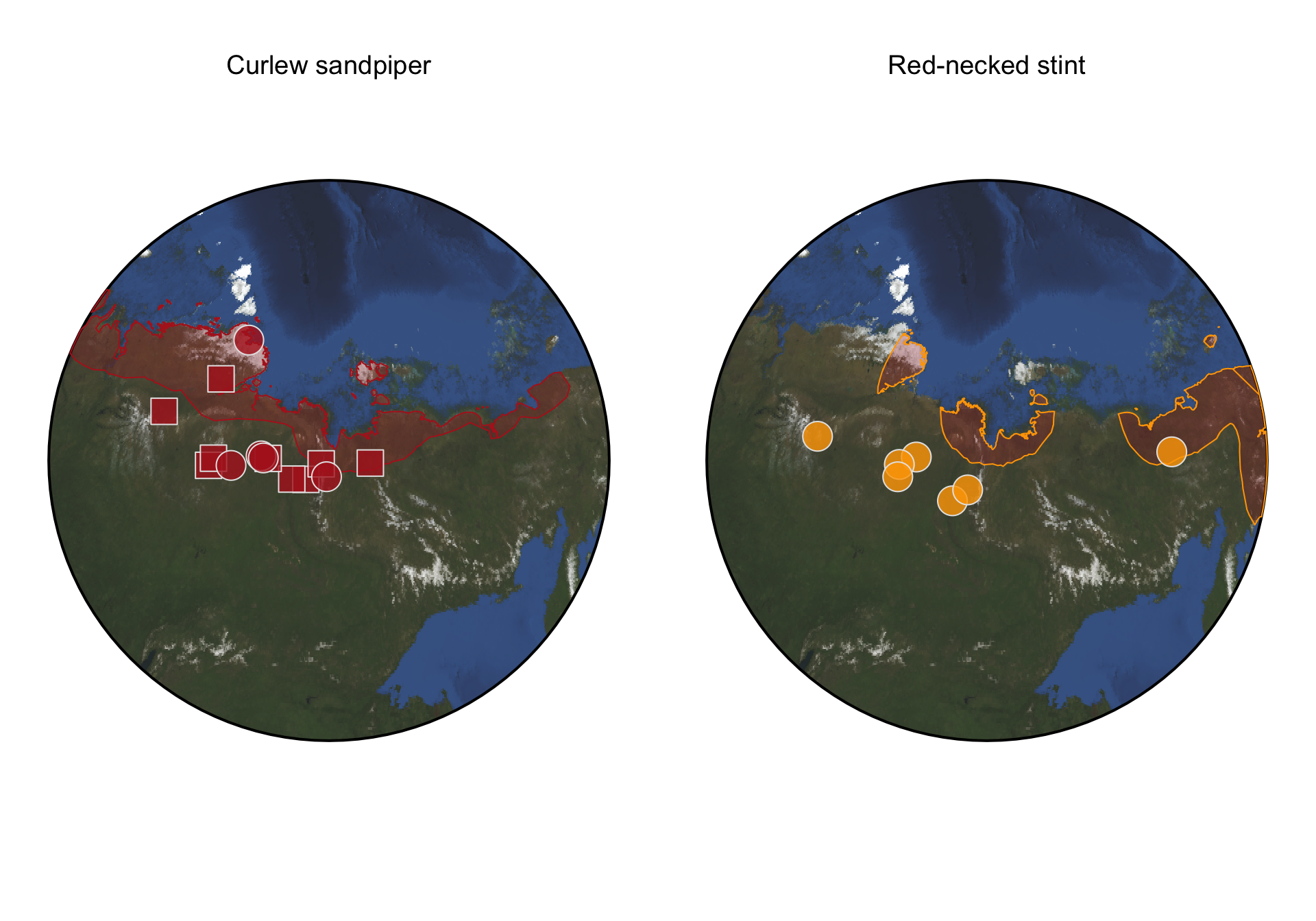 Figure 1: Estimated breeding sites of tracked Curlew sandpipers (left) and Red-necked stints (right). The colored areas indicate the breeding range derived from BirdLife. The rectangles are breeding sites during the Arctic summer in 2018 and circles are estaimted sites during 2019.