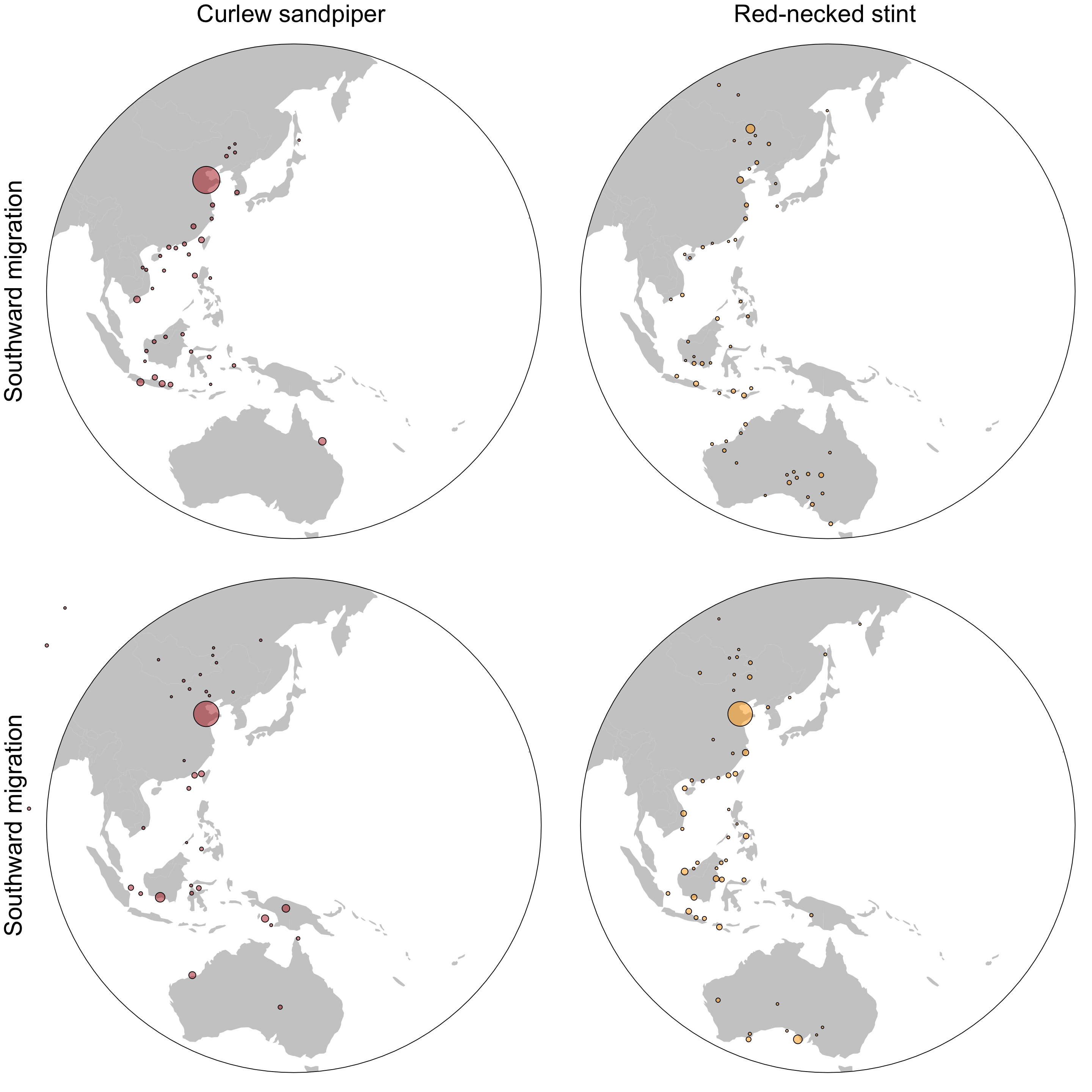 The maps show the stopover sites of Curlew sandpipers (left) and Red-necked stints (right) for both migratory seasons. Each dot represents a cluster of stopover sites, meaning that individual stopover sites are merged together. The size of the circles represent the sum of the time the individuals spent in the cluster.